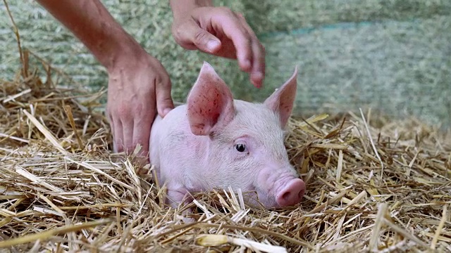 一只刚出生的小猪站在农场的一根稻草上。26、生物观念，动物健康，友情，爱护自然。纯素和素食风格。对动物的尊重。