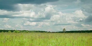 野草地上的草在森林背景和孤独站立的桦树下随风摇曳，乌云在雨前快速掠过天空，美丽的开花夏日草地在多雨的夏日。季节概念，生态学