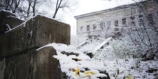 雪上的黄叶