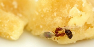 红翼蚂蚁互相交流