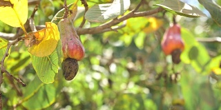 坚果树腰果生长坚果。Busuanga,菲律宾巴拉望省