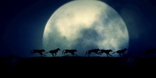小群狼在满月之夜奔跑