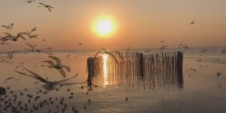 数百只海鸥在夕阳的背景下