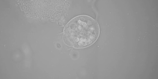 在显微镜下透明的微生物，带有内部器官，就像外来生物一样