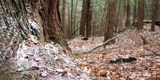 12月下旬，一棵大树的底部聚集了一小块白雪。在厨师森林附近被射杀