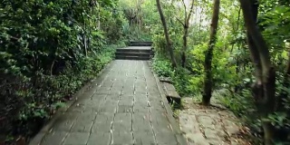 热带雨林公园，深圳-中国;替身