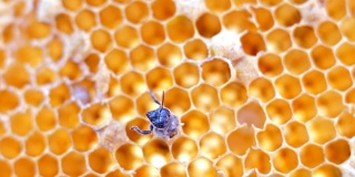 蜜蜂在honeycells