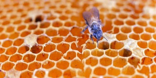 蜜蜂在honeycells