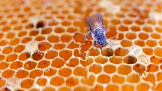 蜜蜂在honeycells视频素材模板下载