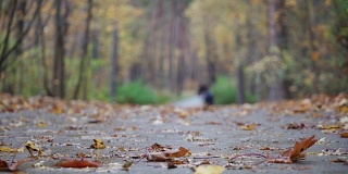 自然秋天走了。人们在秋天的公园里散步。人们的脚走在秋叶上。秋天的城市森林公园，落在地上的枫叶。健康lifstyle概念。五颜六色的树叶的树。环境保护森林