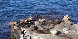 两段关于海豹群的慢镜头视频