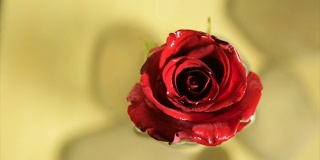红玫瑰花蕾在清水里