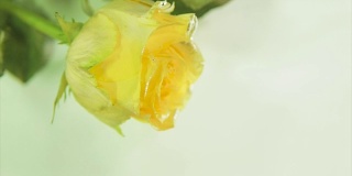 黄玫瑰花蕾在流水中