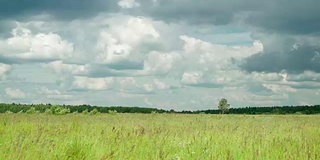 野草地上的草在森林背景和孤独站立的桦树下随风摇曳，乌云在雨前迅速掠过天空，美丽的开花夏日草地在多雨的夏日。季节概念，生态学