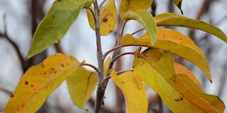 枯黄的秋叶落在树枝上