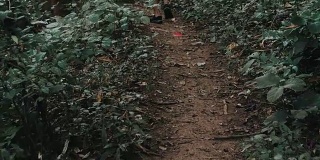 一个亚洲人正在森林里行走-斯托克视频