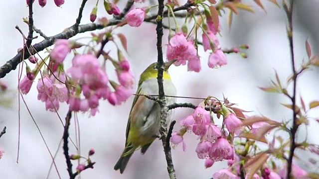 鸟