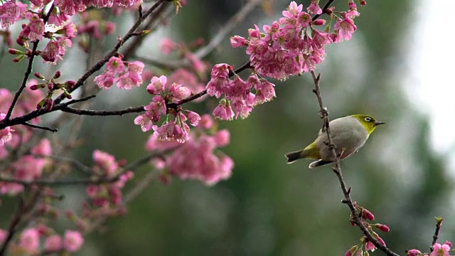 鸟