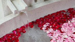 红色和粉红色的玫瑰花瓣在浴缸和自来水中视频素材模板下载