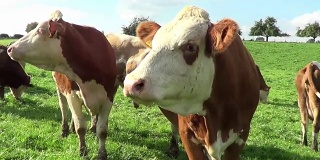 夏天，奶牛和小牛在外面绿色的草地上吃草