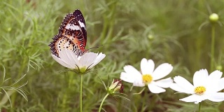美丽的蝴蝶在花上吮吸着甜蜜和哺育。