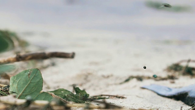 苍蝇在污染的海岸，垃圾在肮脏的沙滩，废弃的海滩