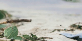 苍蝇在污染的海岸，垃圾在肮脏的沙滩，废弃的海滩