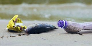肮脏的海岸满是死鱼，海浪卷起了垃圾和垃圾，生态