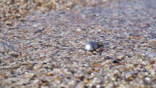 塔希提海滩上的灰色珍珠视频素材模板下载