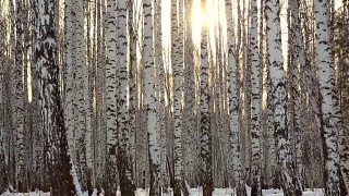 冬天的白桦林视频素材模板下载