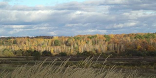 秋天的乡村景观田野上的背景是秋天的森林。黄色的草在风中摇摆。五颜六色的树叶的树。成熟的秋天。秋天的森林里，树叶飘落。保护环境，保护森林资源，保护地球生态。气候变暖