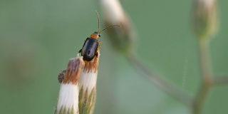 跳蚤甲虫在花蕾上移动