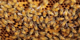 白色蜂箱里的蜜蜂和蜂窝