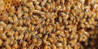 白色蜂箱里的蜜蜂和蜂窝