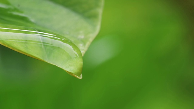 水雨滴与新鲜的绿叶为自然背景，近距离露珠从树叶上落下，4K Dci分辨率