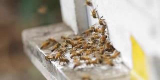 白色蜂箱里的蜜蜂和蜂窝。