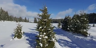 鸟瞰图的积雪森林与高松树和道路在冬天。