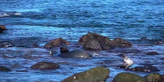 两段关于海豹群的慢镜头视频