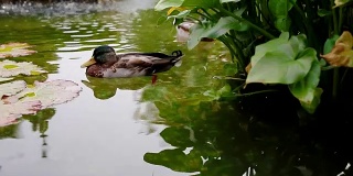 Duck swimming in the pond