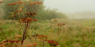 牛草干枯的茎上挂着带露珠的蜘蛛网