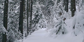 针叶树被新雪覆盖的缓慢动作
