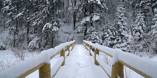 白雪覆盖的树木和桥梁