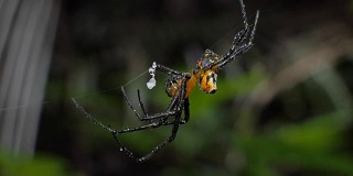 热带雨林里的蜘蛛在织网