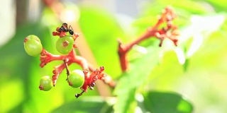 蚂蚁在花上移动