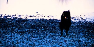 黑狗侧影站在水面上，开始奔跑