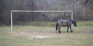 一匹马在田野里散步