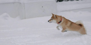 有趣的狗在下雪的草地上玩耍
