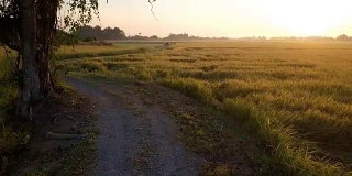 无人机沿两条稻田旁的小径鸟瞰，停在一棵大树前