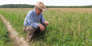 戴着牛仔帽的老农在农田里检查粮食作物的成熟情况