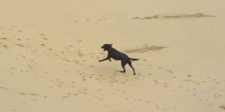慢镜头:一只小黑狗跑上沙滩，在沙滩上留下爪印。